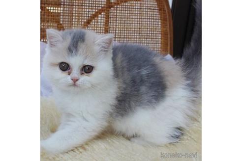 販売中の静岡県のエキゾチックショートヘア-47980