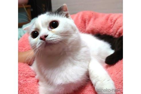 成約済の愛知県のスコティッシュフォールド-48020の4枚目