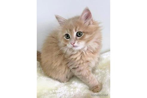 成約済の埼玉県のサイベリアン-45107の6枚目