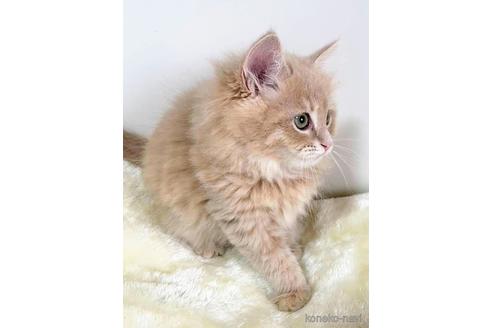 成約済の埼玉県のサイベリアン-45107の4枚目