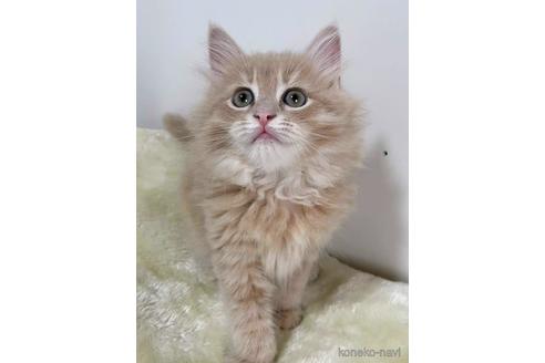 成約済の埼玉県のサイベリアン-45107の3枚目