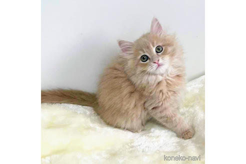 成約済の埼玉県のサイベリアン-45107の2枚目