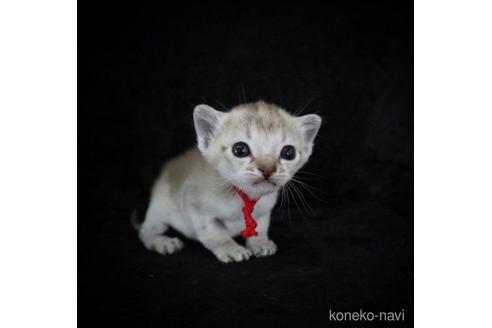 販売中の千葉県のシンガプーラ-48148