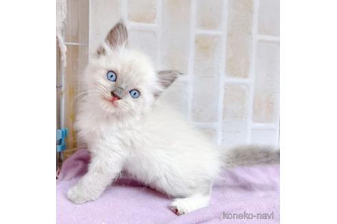 成約済の東京都のラグドール-48155の1枚目