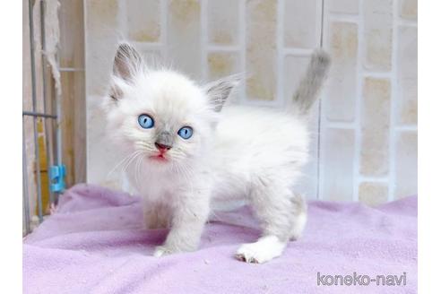 成約済の東京都のラグドール-48155の2枚目