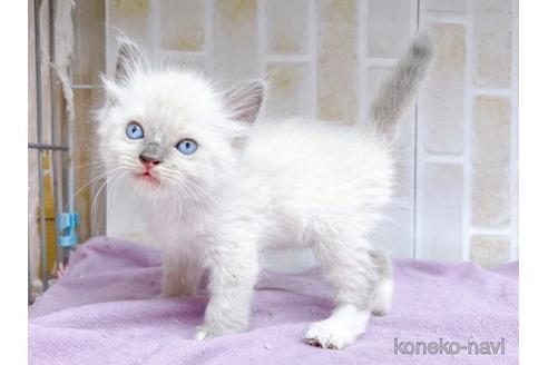 成約済の東京都のラグドール-48155の3枚目