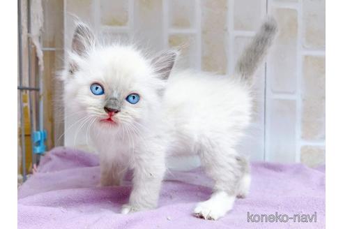 成約済の東京都のラグドール-48155の4枚目