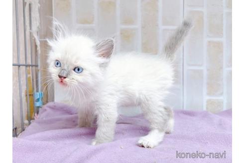 成約済の東京都のラグドール-48155の5枚目