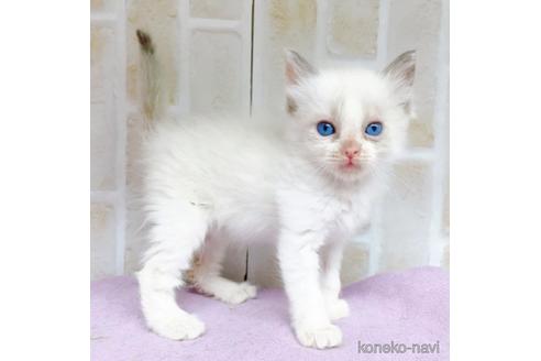 成約済の東京都のラグドール-48156