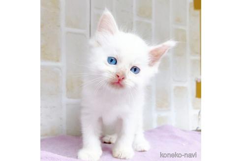 成約済の東京都のラグドール-48158の12枚目