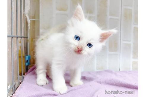 成約済の東京都のラグドール-48158の13枚目