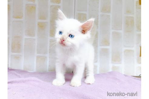 成約済の東京都のラグドール-48158の14枚目