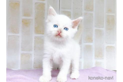 成約済の東京都のラグドール-48158の15枚目