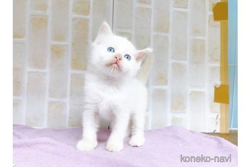 成約済の東京都のラグドール-48158の16枚目