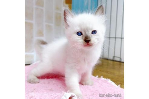 成約済の東京都のラグドール-48159の8枚目