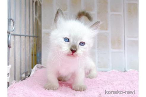 成約済の東京都のラグドール-48159の9枚目