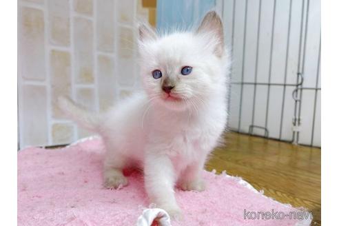 成約済の東京都のラグドール-48159の10枚目