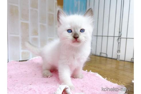 成約済の東京都のラグドール-48159の6枚目