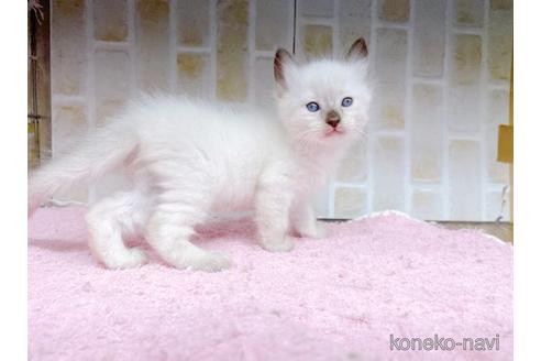 成約済の東京都のラグドール-48159の7枚目