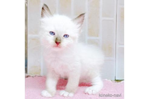 成約済の東京都のラグドール-48160の9枚目