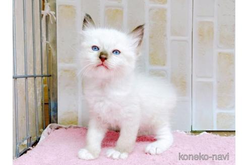 成約済の東京都のラグドール-48160の7枚目