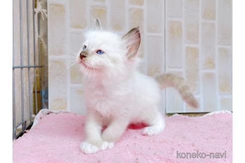 成約済の東京都のラグドール-48160の8枚目