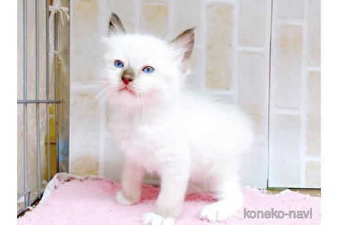 成約済の東京都のラグドール-48160の6枚目