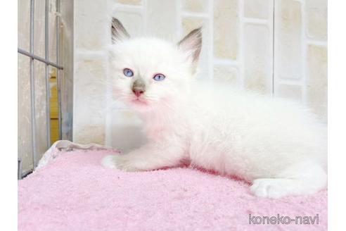 成約済の東京都のラグドール-48160の5枚目