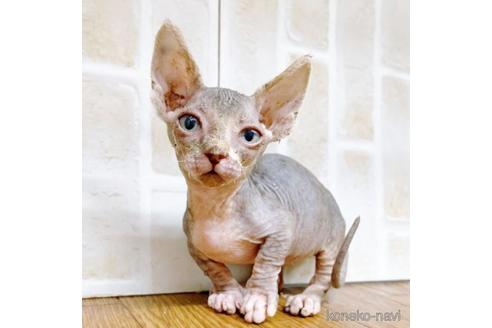 成約済の東京都のバンビーノ-48162の24枚目