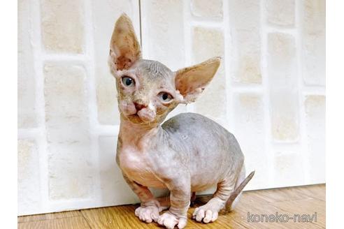 成約済の東京都のバンビーノ-48162の28枚目