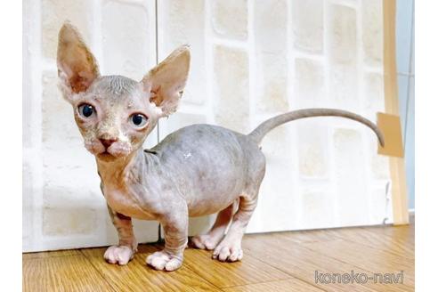 成約済の東京都のバンビーノ-48162の27枚目