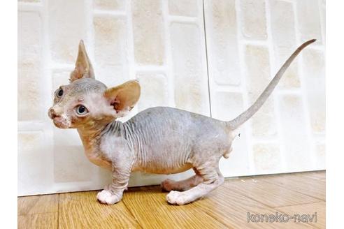 成約済の東京都のバンビーノ-48162の26枚目