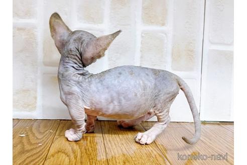 成約済の東京都のバンビーノ-48162の25枚目