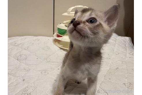 販売中の岐阜県のシンガプーラ-47503