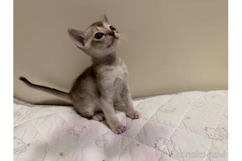 販売中の岐阜県のシンガプーラ-48179