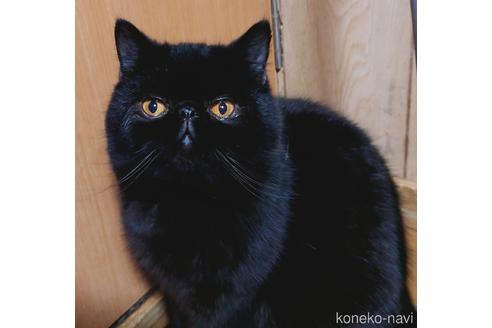 販売中の熊本県のエキゾチックショートヘア-28105