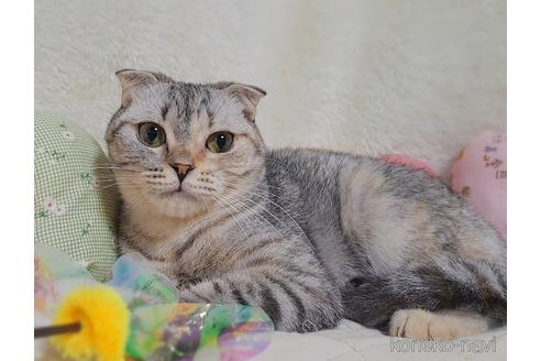 販売中の宮城県のスコティッシュフォールド-39721