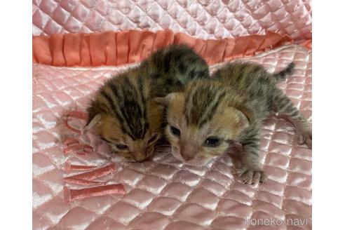 成約済の岡山県のベンガル-48226の4枚目