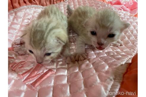 成約済の岡山県のベンガル-48228の3枚目