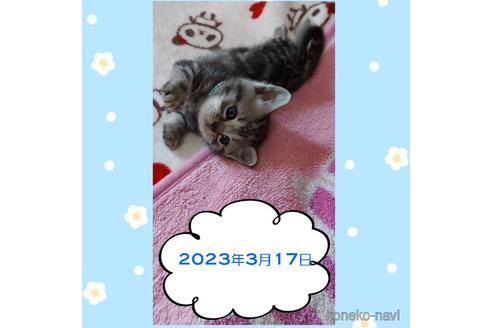 販売中の鹿児島県のアメリカンショートヘア-46613