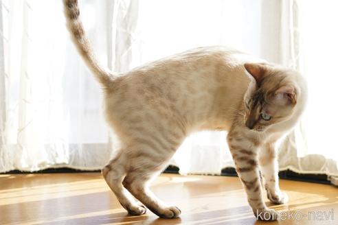 成約済の埼玉県のベンガル-48358の4枚目