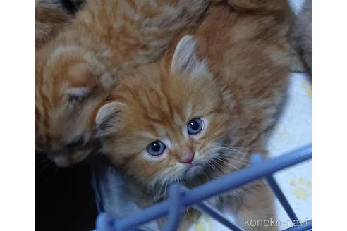 成約済の愛知県のスコティッシュフォールド-48376の4枚目