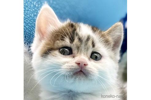 販売中の神奈川県のスコティッシュフォールド-48425