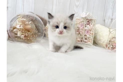 成約済の大阪府のラグドール-48165の8枚目