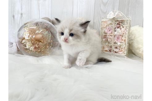 成約済の大阪府のラグドール-48165の9枚目