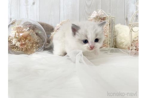 成約済の大阪府のラグドール-48163の6枚目