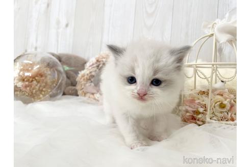 成約済の大阪府のラグドール-48163の7枚目