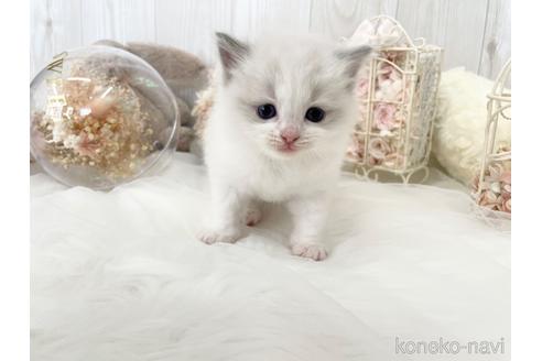 成約済の大阪府のラグドール-48163の8枚目