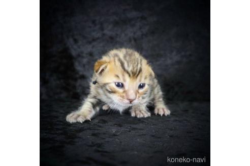 販売中の千葉県のベンガル-48508