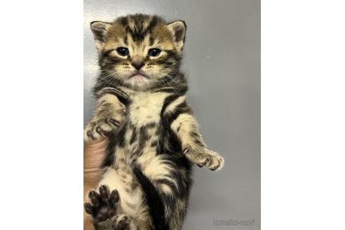 販売中の福岡県のアメリカンショートヘア-48562